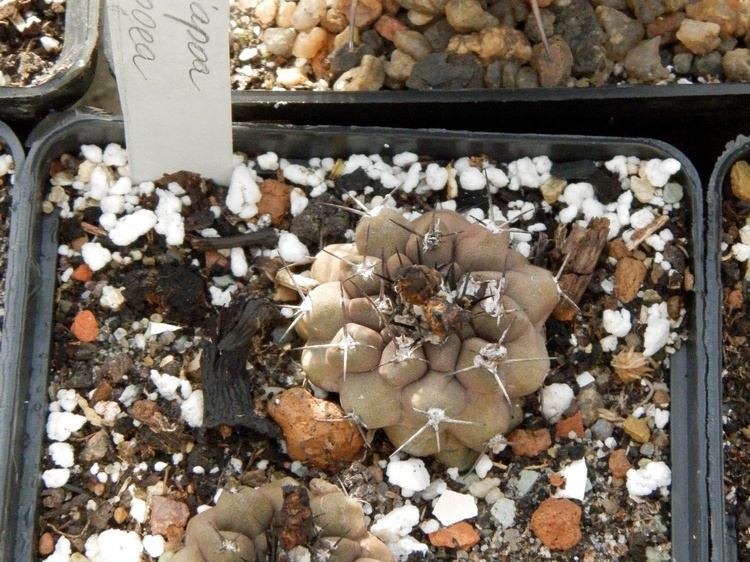 Copiapoa hypogaea-01