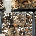 Copiapoa hypogaea-01