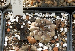 Copiapoa hypogaea-01