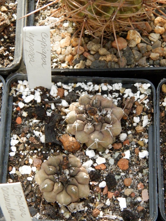 Copiapoa hypogaea-01