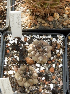 Copiapoa hypogaea-01