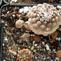 Copiapoa hypogaea cv  Lizard Skin