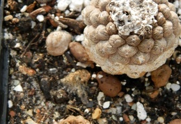 Copiapoa hypogaea cv  Lizard Skin