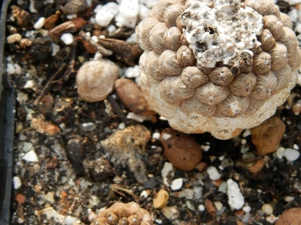 Copiapoa hypogaea cv  Lizard Skin