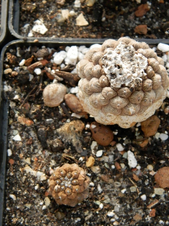Copiapoa hypogaea cv  Lizard Skin