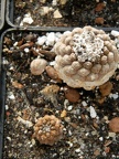 Copiapoa hypogaea cv  Lizard Skin