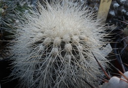 Copiapoa krainziana