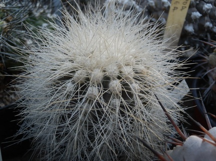 Copiapoa krainziana