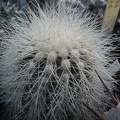Copiapoa_krainziana.jpg