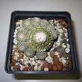 Copiapoa laui