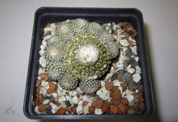 Copiapoa laui