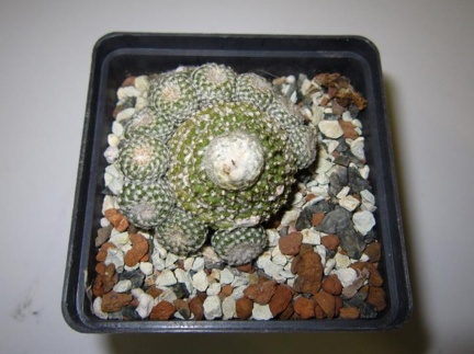 Copiapoa laui