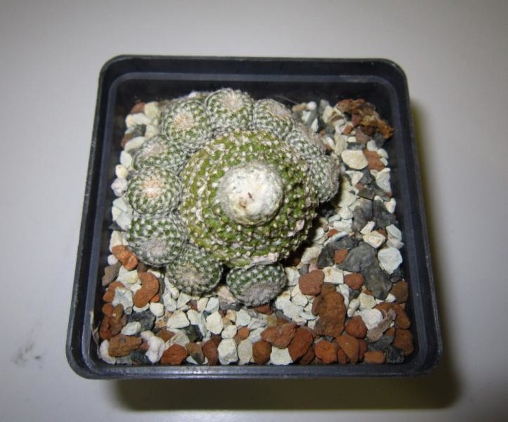 Copiapoa_laui.jpg