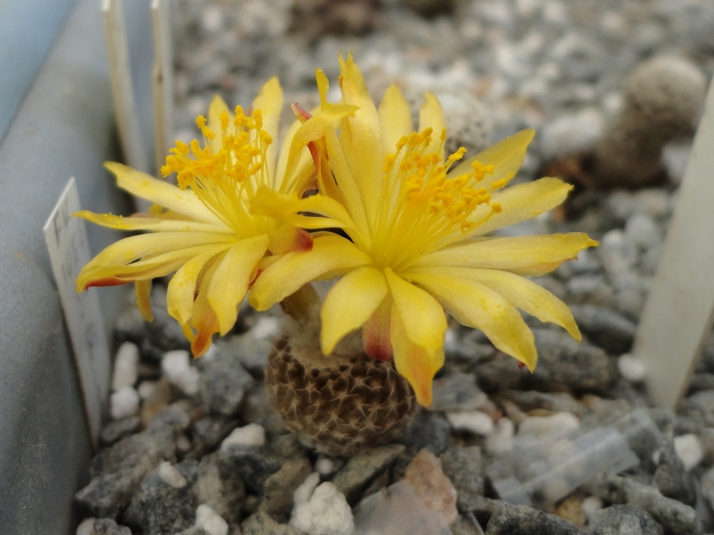 Copiapoa laui 001