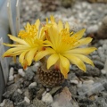 Copiapoa laui 001