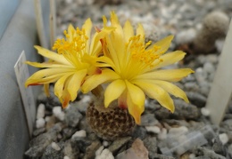 Copiapoa laui 001