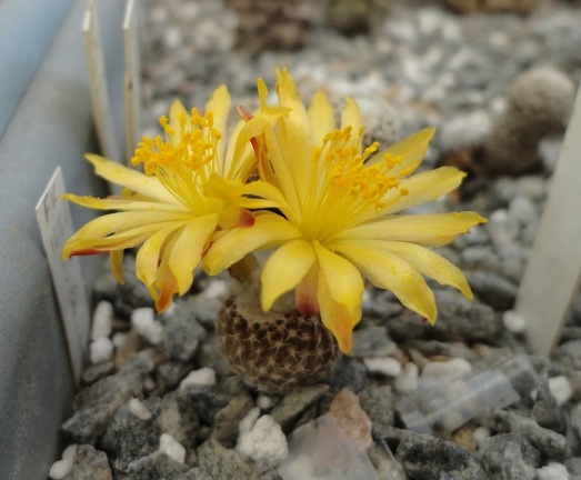Copiapoa laui 001