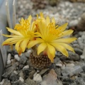 Copiapoa_laui_001.JPG