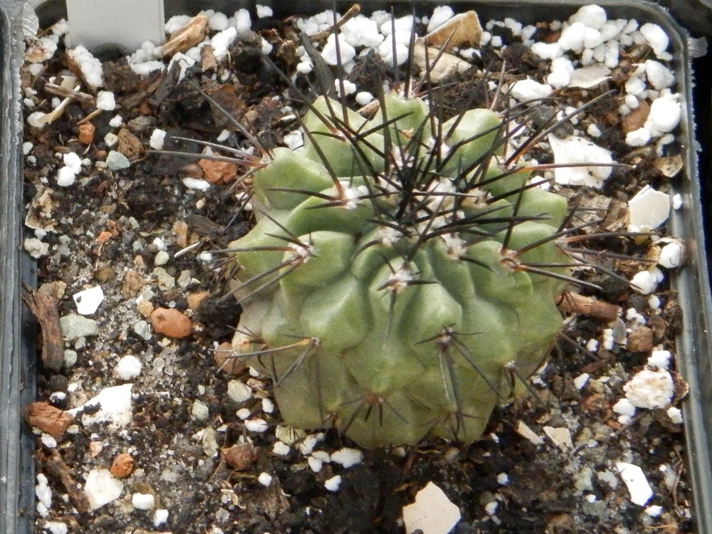 Copiapoa longispina