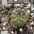 Copiapoa longispina