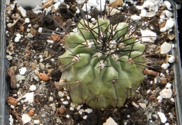 Copiapoa longispina