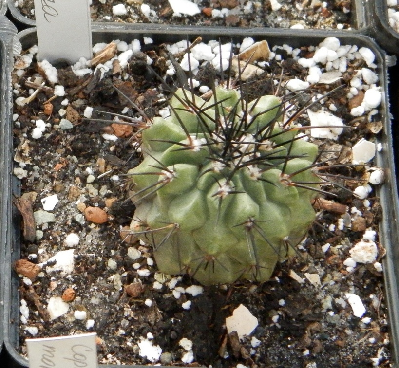 Copiapoa longispina
