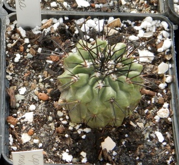 Copiapoa longispina