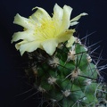 Copiapoa longispina Pechersky