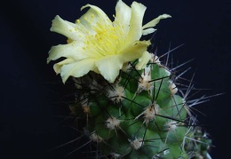 Copiapoa longispina Pechersky