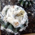 Copiapoa malletiana4