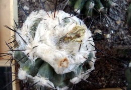 Copiapoa malletiana4