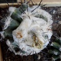 Copiapoa malletiana4Burzak FG