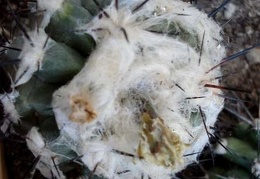 Copiapoa malletiana4Burzak FG