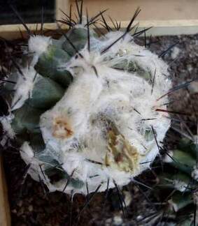 Copiapoa malletiana4Burzak FG