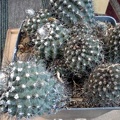 Copiapoa maritima8