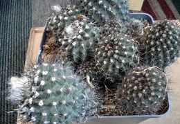 Copiapoa maritima8