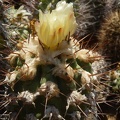 Copiapoa montana