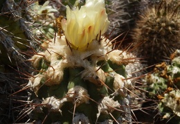 Copiapoa montana