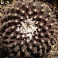 Copiapoa tenuissima