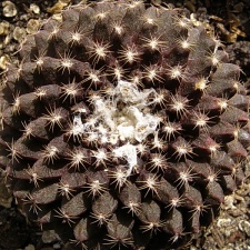 Copiapoa tenuissima