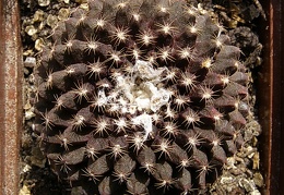 Copiapoa tenuissima