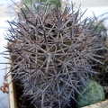 Copiapoa tigrillensis1 Burzak FG