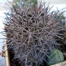 Copiapoa tigrillensis1 Burzak FG