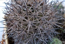 Copiapoa tigrillensis1 Burzak FG