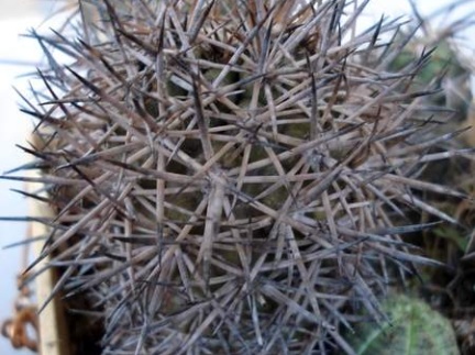 Copiapoa tigrillensis1 Burzak FG