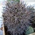 Copiapoa_tigrillensis1_Burzak_FG.JPG