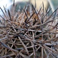 Copiapoa tigrillensis Burzak FG