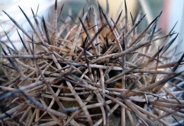 Copiapoa tigrillensis Burzak FG