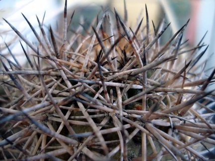 Copiapoa tigrillensis Burzak FG