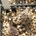 Copiapoa tocopilana KK 1392